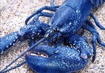 Palmer-Lobster