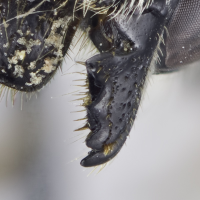 Megachile mendica Female Mandible