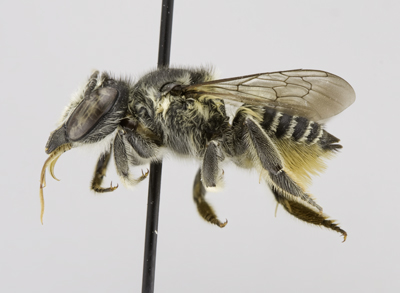 Megachile mendica Female