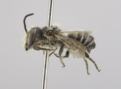 Megachile mendica Male