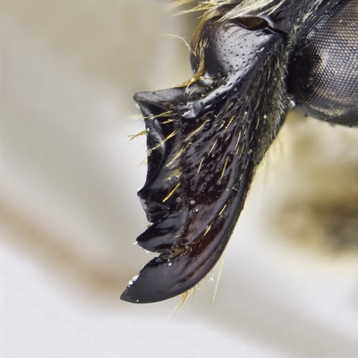 Megachile parallela Female Mandible