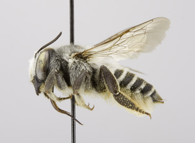 Megachile parallela Female