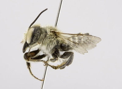Megachile parallela Male