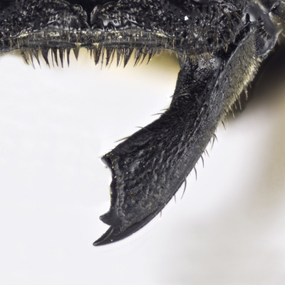 Megachile sculpturalis Female Mandible
