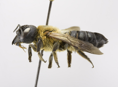 Megachile sculpturalis Female