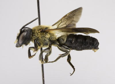 Megachile sculpturalis Male