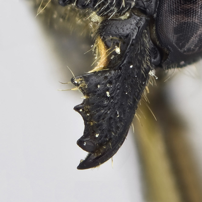 Megachile campanulae Female Mandible