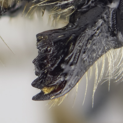 Megachile gentilis Female Mandible