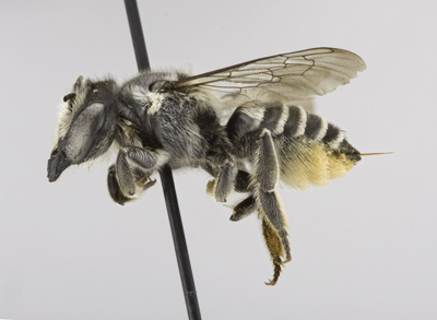 Megachile gentilis Female