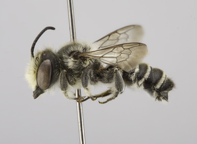 Megachile gentilis Male