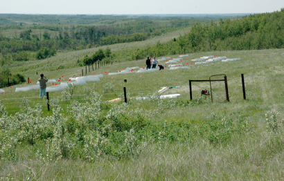 Kinsella Landscape