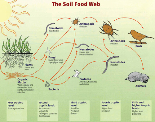 food web ocean. food chain ocean. various food
