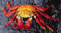 crab.jpg, 5K