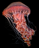 medusa.jpg, 23K