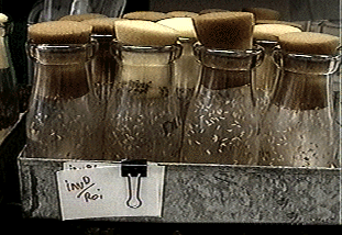 tray_bottles.gif