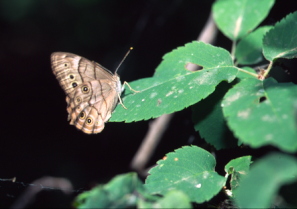 northern pearly eye