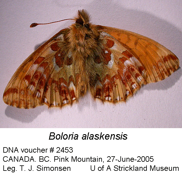 Boloria alaskensis FS-b-2453