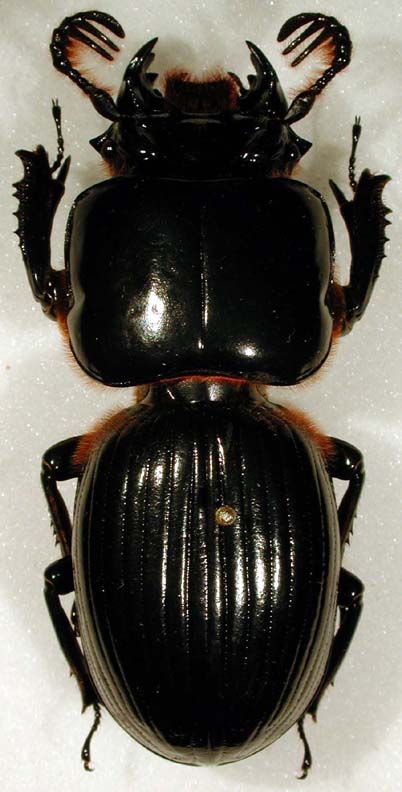 bess beetle, Proculus sp. (Coleoptera, Passalidae) Bug