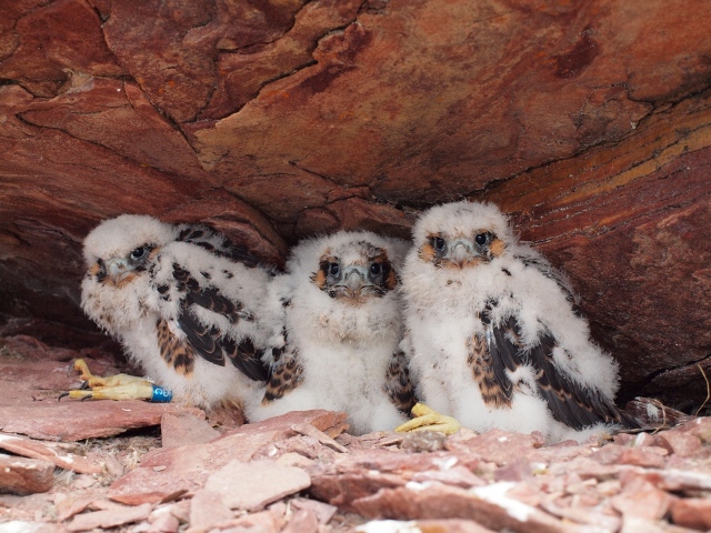 25-day-old peregrine chicks