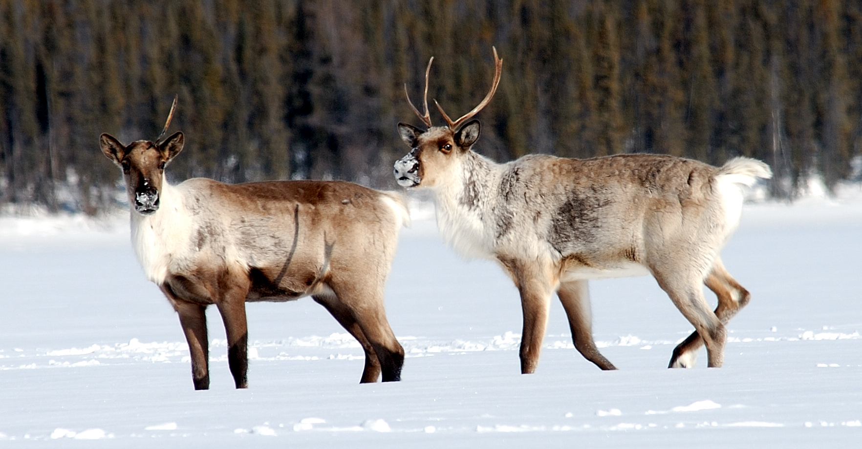 cow caribou