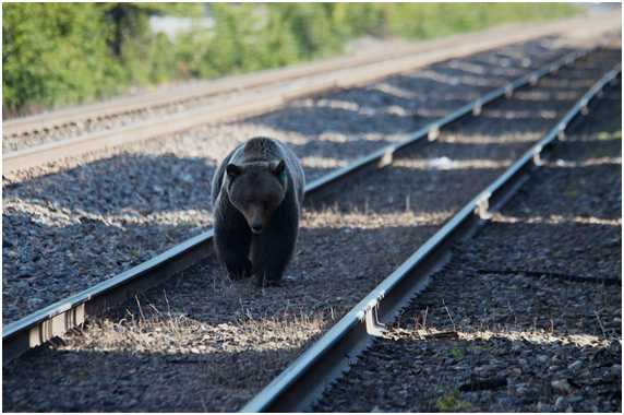 Bear 6
