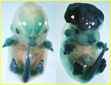 Mouse Mutation