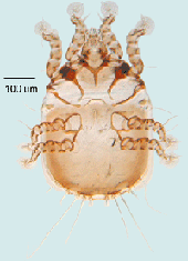 female Freyanidae