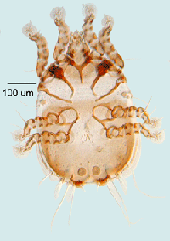 homeomorphic male Freyanidae