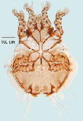 heteromorphic male Freyanidae