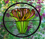 Scandianthus flower