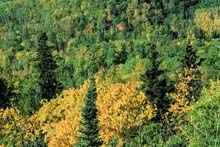 http://www.biology.ualberta.ca/faculty/stan_boutin/ilm/uploads/images/Wmixedwoodforest.jpg