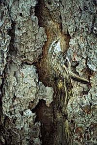 http://www.biology.ualberta.ca/faculty/stan_boutin/ilm/uploads/images/wBrowncreeper.jpg