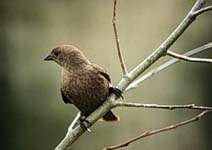 http://www.biology.ualberta.ca/faculty/stan_boutin/ilm/uploads/images/wbrownheadedcowbird.jpg