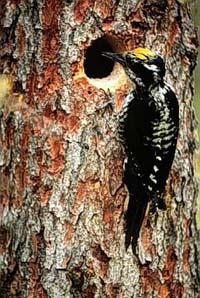 http://www.biology.ualberta.ca/faculty/stan_boutin/ilm/uploads/images/wnorthernthreetoedwoodpecker.jpg