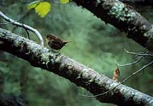 http://www.biology.ualberta.ca/faculty/stan_boutin/ilm/uploads/images/wwinterwren.jpg