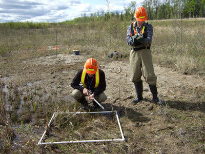 Oil sands process affected wetland with early may vegetation growth