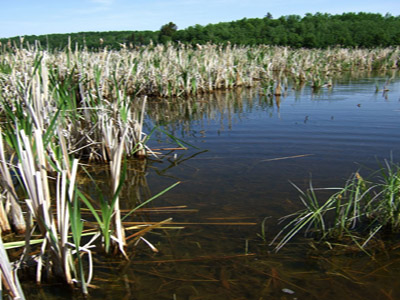 Pond 1440 in the Lac La Biche region
