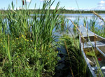 Pond 171 in the Utikuma Region Study Area