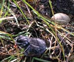 rednecked grebe chick