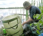 periphyton experiment