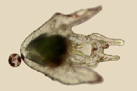 CloningLarva