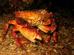 Edgell-Crab