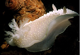 Penney-Cadlina