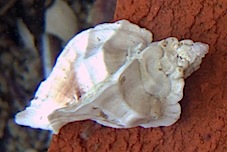 Ceratostoma