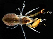 Alpheus-saxidomus.jpg