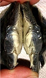 BergstromFlatfish07.jpg