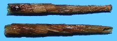 CaddisflyCase10.jpg