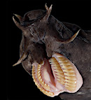 HagfishMouth.jpg