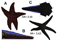 Hanye-PisasterShape2.jpg