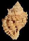 Nucella81.jpg